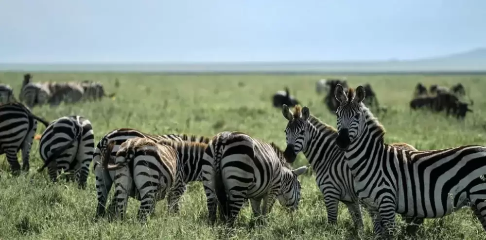 Tarangire e cratere di Ngorongoro di 2 giorni da Zanzibar