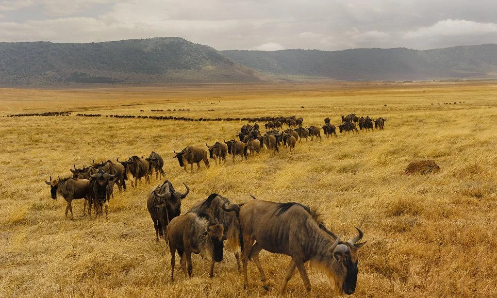 Pianificazione e consigli di viaggio in Tanzania
