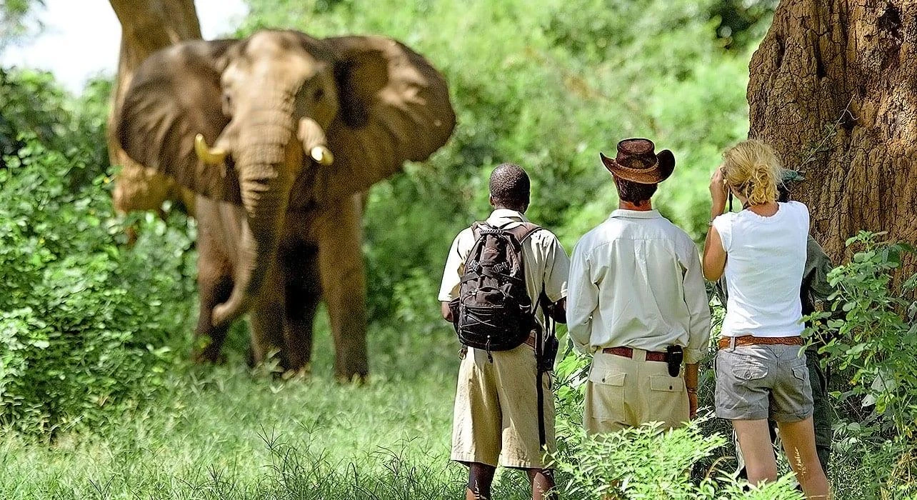 Safari naturalistici in Tanzania