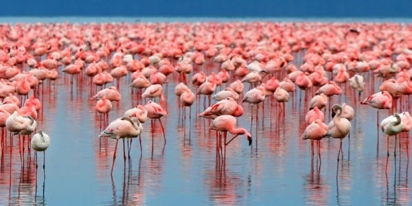 Parco Nazionale del Lago Manyara