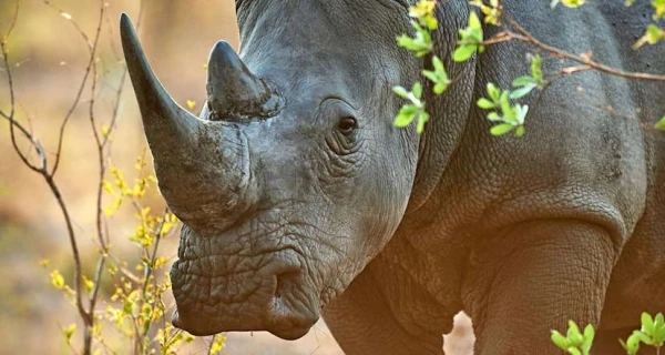 Mkomazi NP