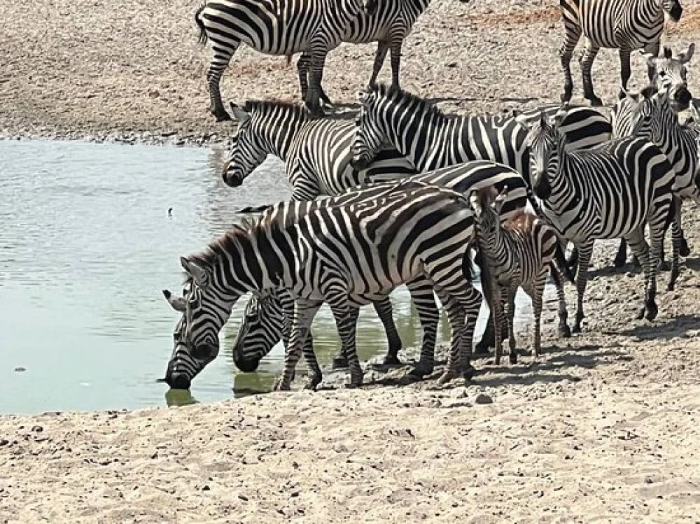 Safari di 10 giorni sulla grande migrazione, cultura e laghi acidi
