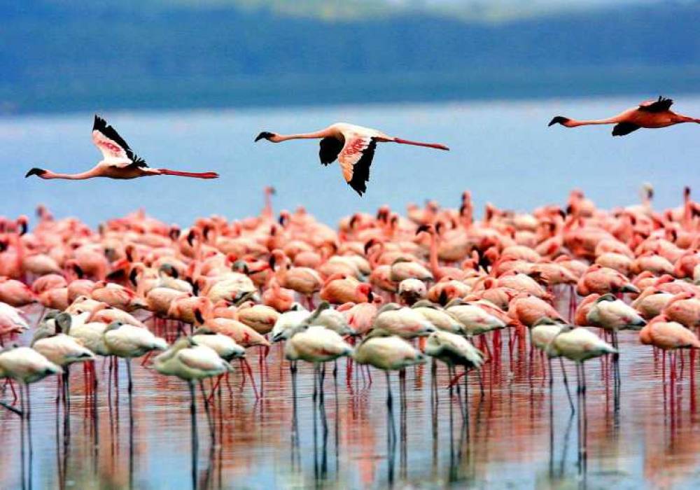 Tour di 2 giorni sul Lago Natron