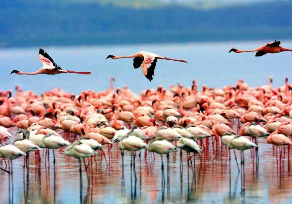 Tour di 2 giorni sul Lago Natron