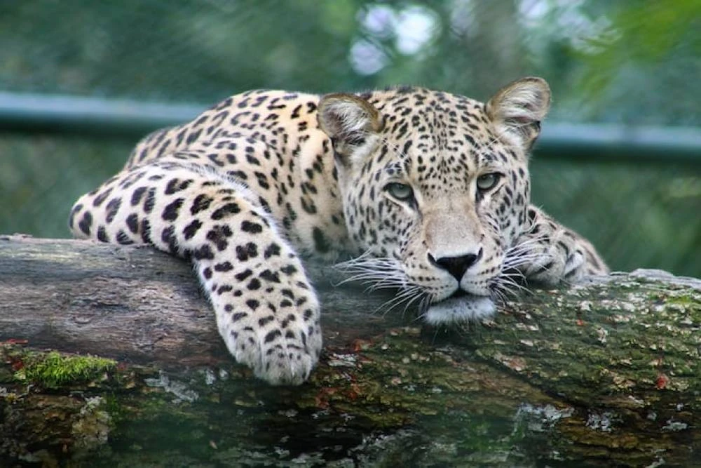 8 giorni Tarangire, Serengeti e cratere Ngorongoro a medio raggio