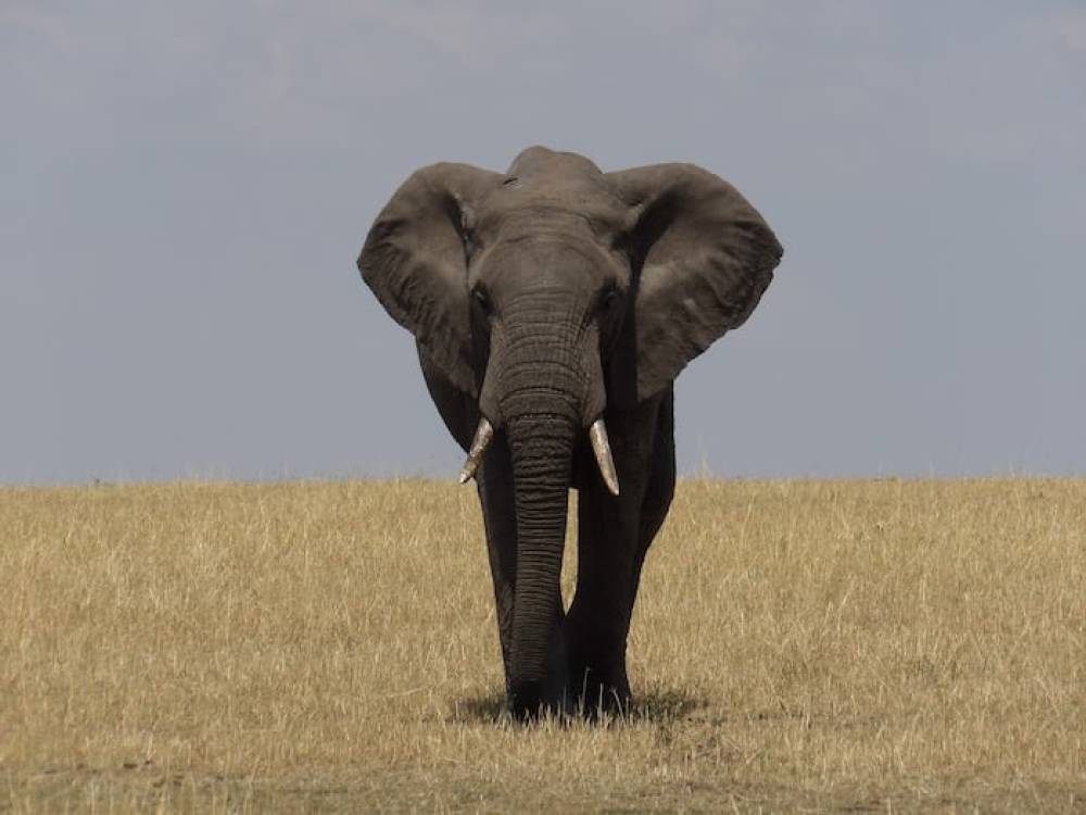 Safari dinamico di 8 giorni (giorno, gioco notturno, ciclismo, camminata)