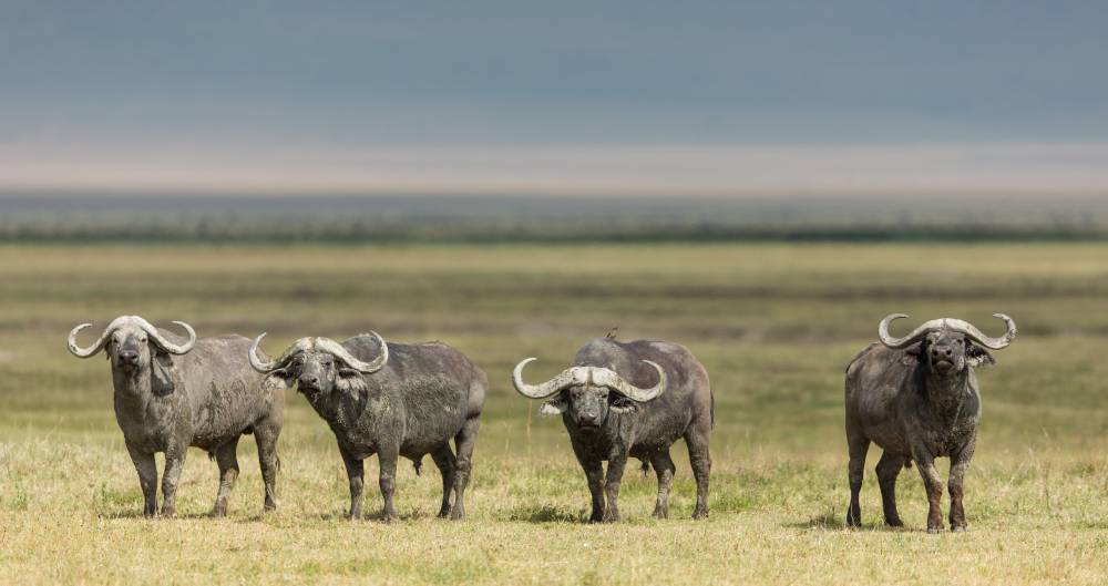 Viaggio di 7 giorni in Tanzania in un safari di lusso con volo in volo