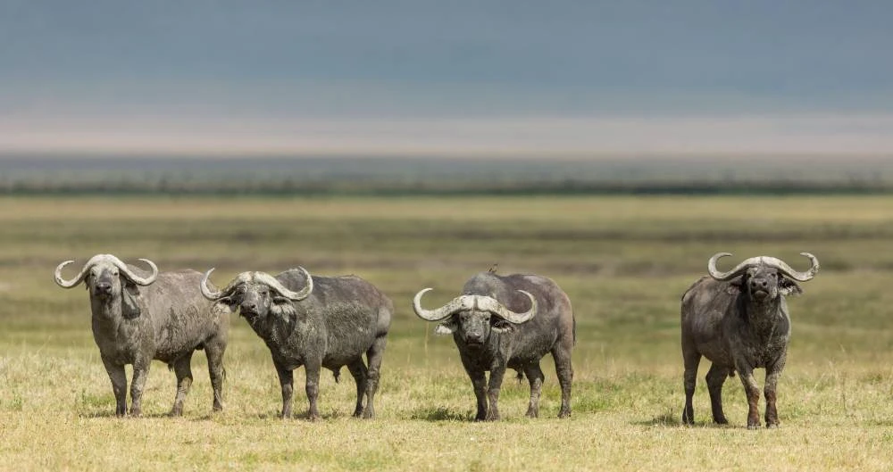 Viaggio di 7 giorni in Tanzania in un safari di lusso con volo in volo