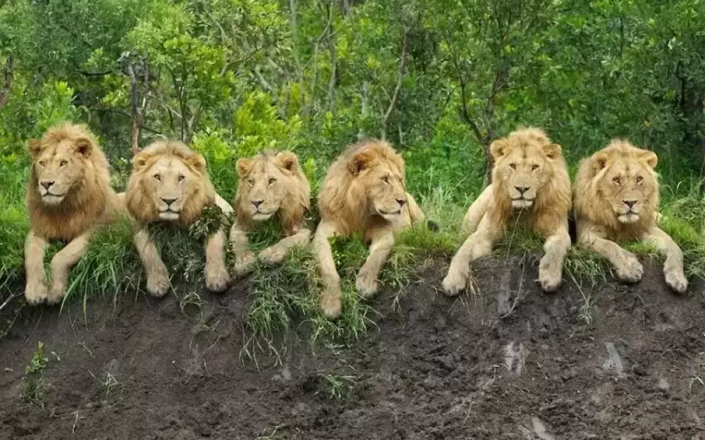 Tour di 4 giorni a Tarangire, Ngorongoro e Kilimanjaro a medio raggio