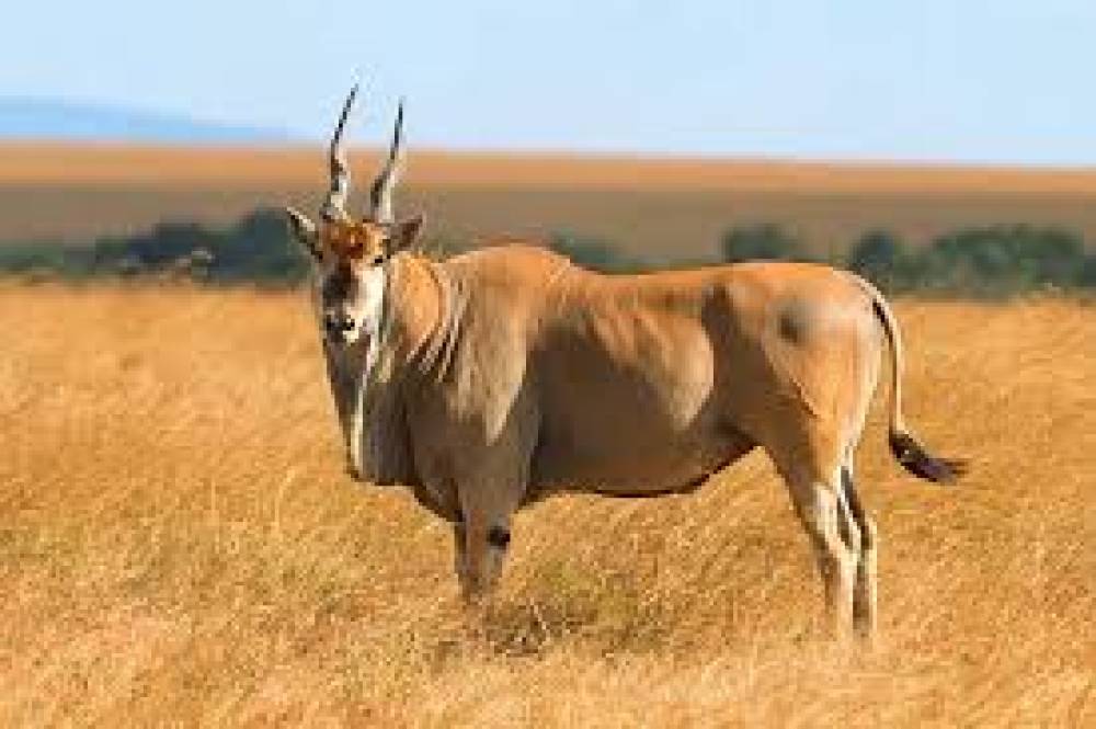Tarangire di 6 giorni, Manyara, Ngorongoro e Lago Eyasi