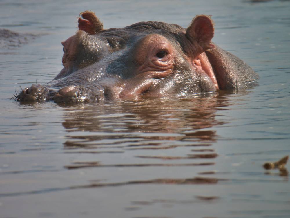 Safari Tarangire, Serengeti, Cratere di Ngorongoro - 8 giorni