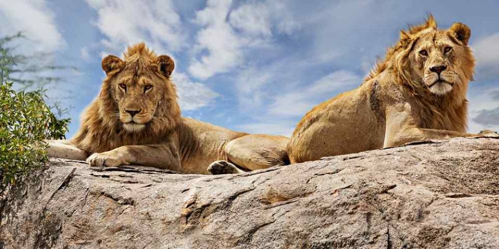Safari nella natura selvaggia di 10 giorni - Lago Vittoria - Kilimangiaro (economico)
