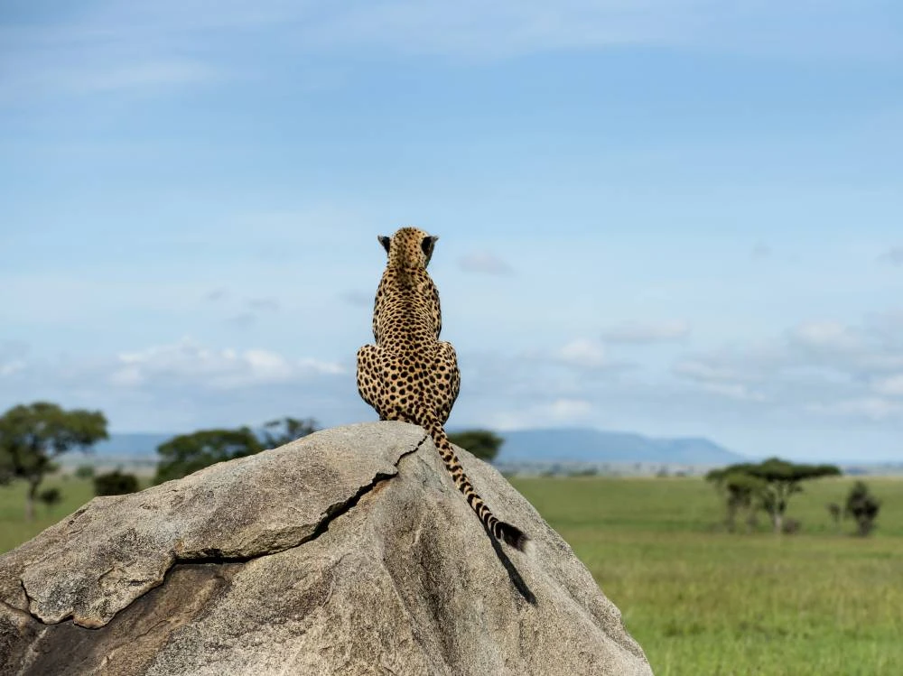 Serengeti di 9 giorni, Ngorongoro, Tarangire e Kilimangiaro