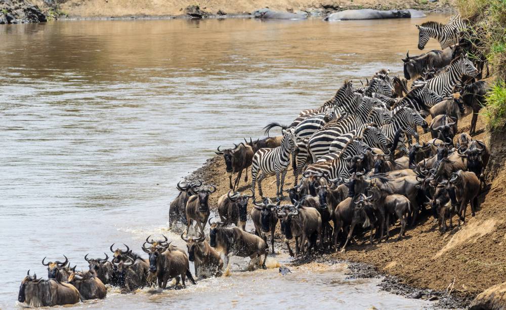 Safari sulla Grande Migrazione di 8 giorni