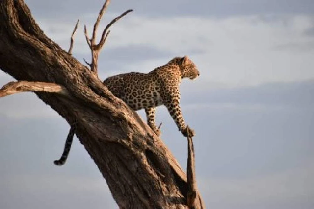 Safari di lusso di 3 giorni con volo in arrivo e partenza