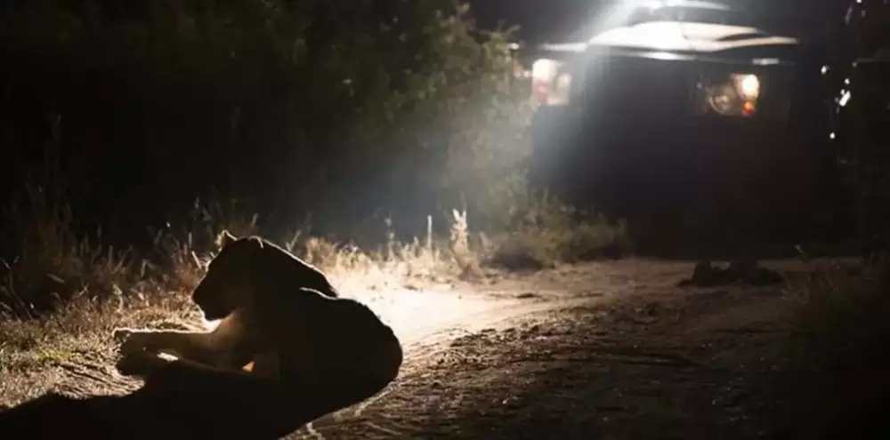 Un safari notturno nel lago Manyara Np