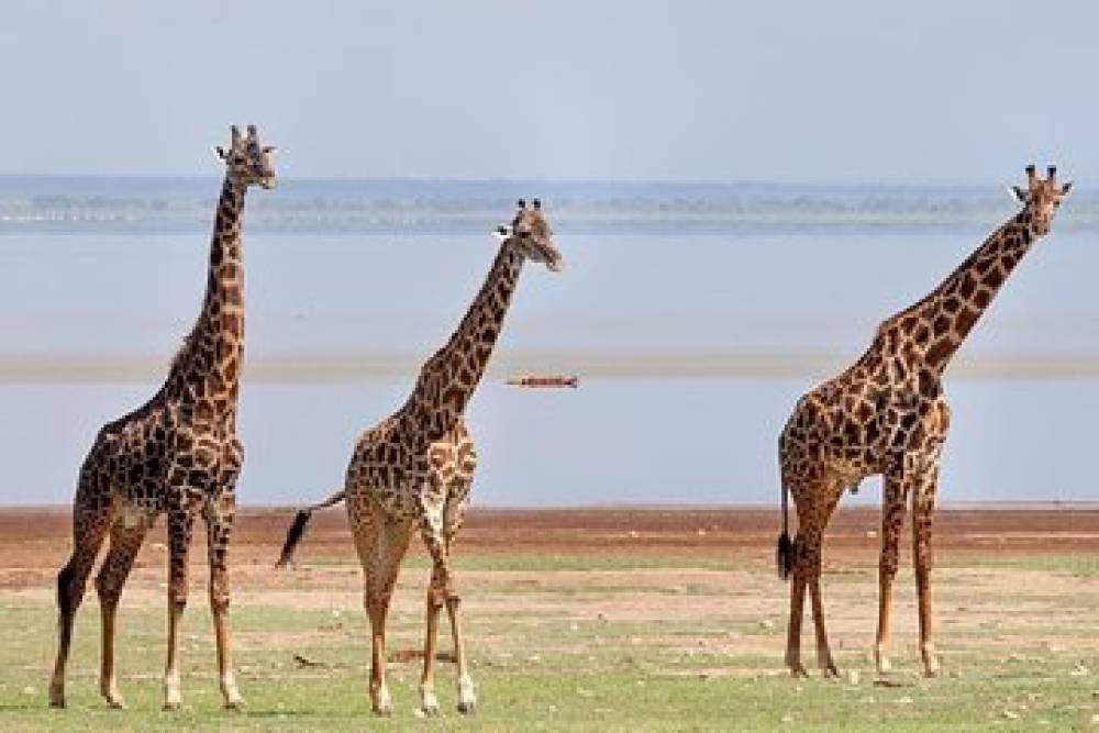 Safari nella natura selvaggia di 10 giorni - Lago Vittoria - Kilimanjaro (Lodge Safari)
