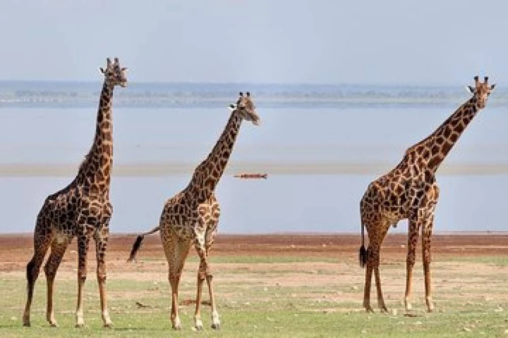 Safari nella natura selvaggia di 10 giorni - Lago Vittoria - Kilimanjaro (Lodge Safari)