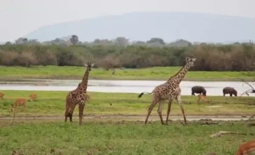 Safari multidimensionale in Tanzania di 7 giorni, (budget)