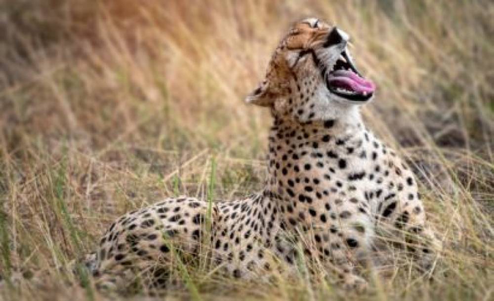 Safari naturalistico di 1 giorno al Parco Nazionale di Arusha