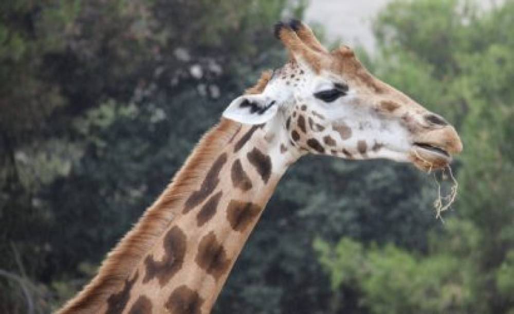 Avventura faunistica di 4 giorni nel Parco nazionale Ruaha