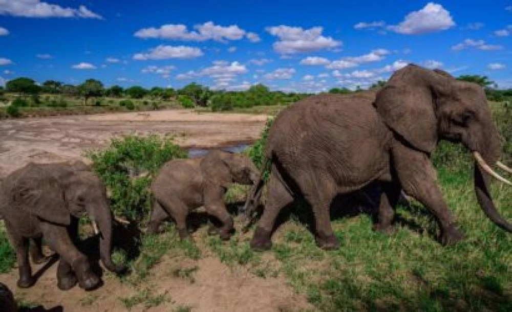 Safari di medio raggio in Tanzania di 6 giorni