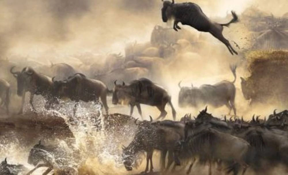 Safari di migrazione durante la stagione del parto di 4 giorni