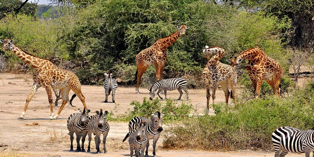 African Big 5 (Budget) - 9 giorni